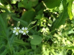 Cerastium holosteoides