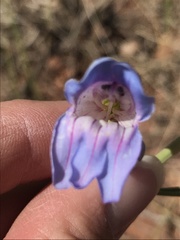 Penstemon comarrhenus