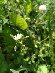 Cerastium holosteoides