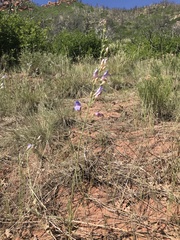 Penstemon comarrhenus