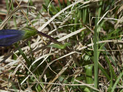 Gentiana clusii