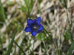 Gentiana clusii