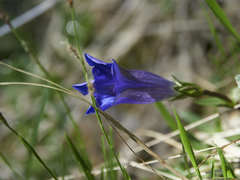 Gentiana clusii