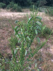 Cytisus scoparius
