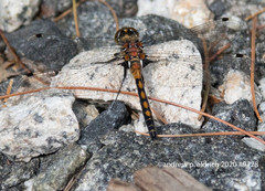 Leucorrhinia frigida