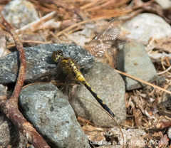 Leucorrhinia frigida