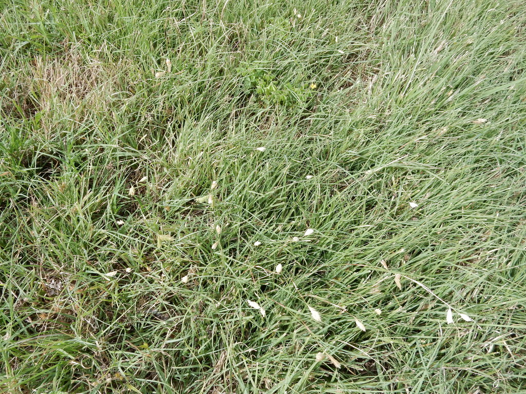 buffalograss from Fort Worth, TX, USA on June 27, 2020 at 09:51 AM by ...