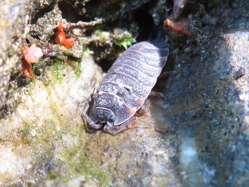 Ratzeburg's Woodlouse, Kłodzko County, Poland, photo 10 of 10