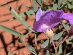 Lathyrus brachycalyx