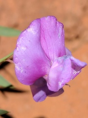 Lathyrus brachycalyx