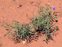 Lathyrus brachycalyx