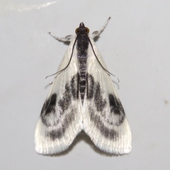 Cliniodes ostreonalis