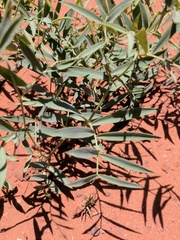 Lathyrus brachycalyx