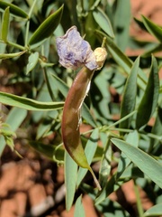 Lathyrus brachycalyx