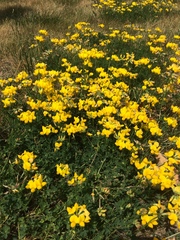 Lotus corniculatus