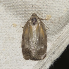 Acleris variana