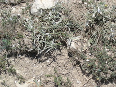 Convolvulus holosericeus