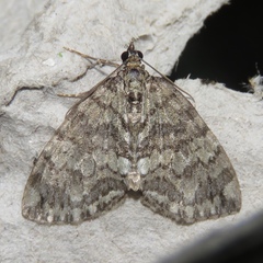 Hydriomena renunciata