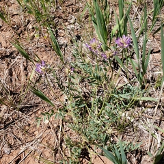 Astragalus laxmannii robustior