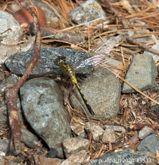 Leucorrhinia frigida