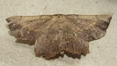 Euchlaena obtusaria