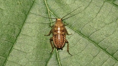 Ectobius lapponicus