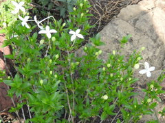 Bouvardia longiflora