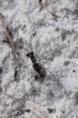 Ellipsoptera hirtilabris