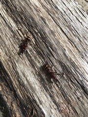 Arrhenodes minutus