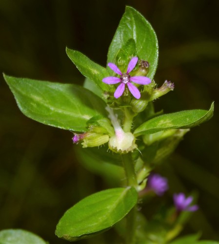 Cuphea carthagenensis