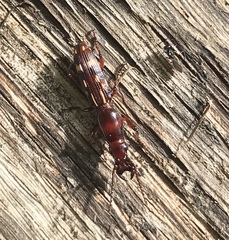 Arrhenodes minutus