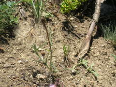 Scorzonera laciniata