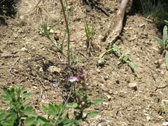 Scorzonera laciniata