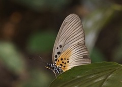 Pseudacraea