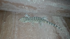 Phyllodactylus tuberculosus