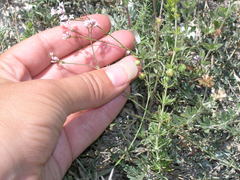 Asperula supina