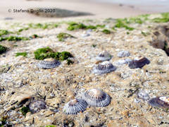 Siphonaria pectinata