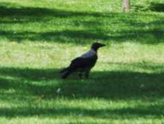 Corvus cornix