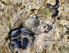 Siphonaria pectinata