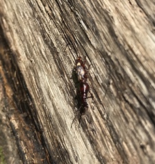 Arrhenodes minutus