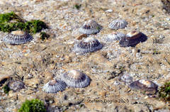 Siphonaria pectinata