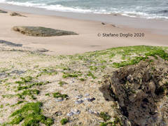 Siphonaria pectinata