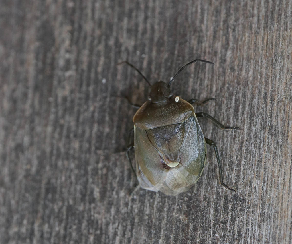 Chlorochroa pinicola