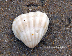 Senilia senilis
