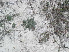 Seseli dichotomum
