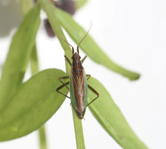 Stenodema holsata