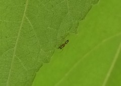 Coleosoma