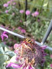 Typocerus velutinus