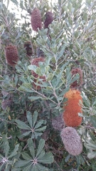Banksia media