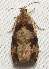 Olethreutes footiana